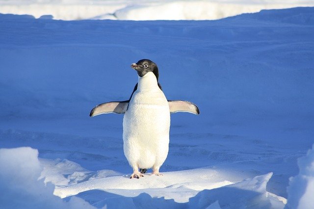 Tučňák na sněhu