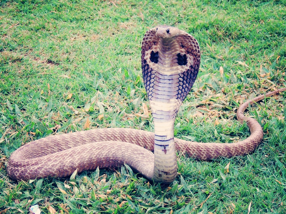 kobra na trávě