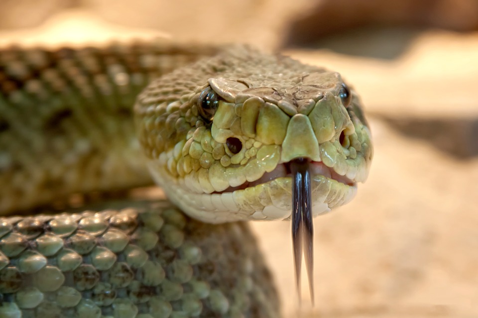 jazyk hada